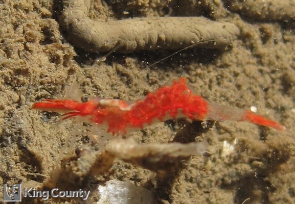 Photo of Eualus townsendi